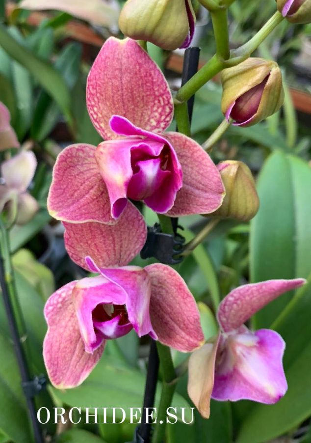 Phalaenopsis PP 005 Peloric