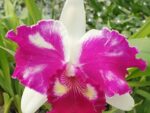 Cattleya NSA Big China