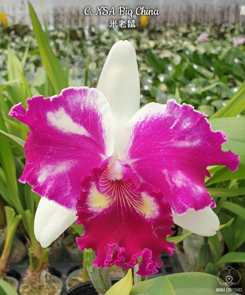 Cattleya NSA Big China