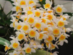Dendrobium griffithianum x farmeri