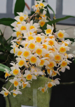 Dendrobium griffithianum x farmeri