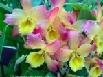 Dendrobium Oriental Smile