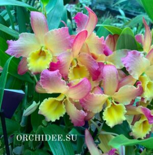 Dendrobium Oriental Smile