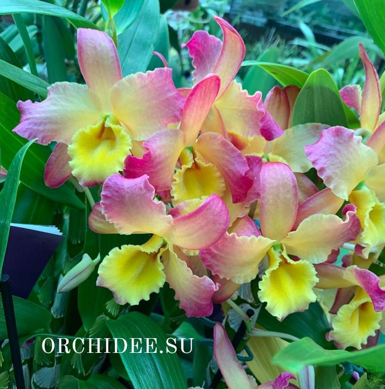Dendrobium Oriental Smile