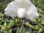Paphiopedilum ang-thong var.alba x sib
