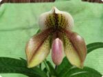 Paphiopedilum Belle Lux (exul x bellatulum)