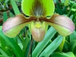 Paphiopedilum Hans Strahl x Lippewunder