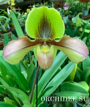 Paphiopedilum Hans Strahl x Lippewunder