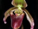 Paphiopedilum curtisii Grune Fahne