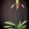 Paphiopedilum dayanum