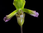 Paphiopedilum javanicum var.virens