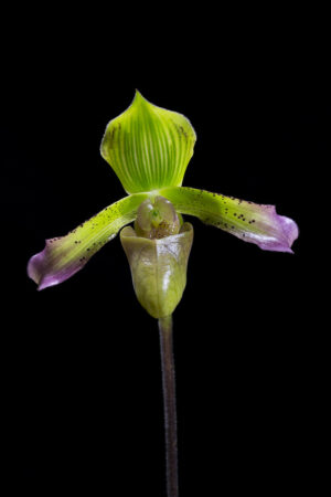 Paphiopedilum javanicum var.virens