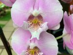 Phalaenopsis PH 335 Younghome Princess Big Lip