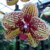 Phalaenopsis PH 337 Elegant Karin Aloha