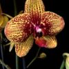 ph337elegantkarinaloha