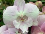 Phalaenopsis PH 338 Big Lip