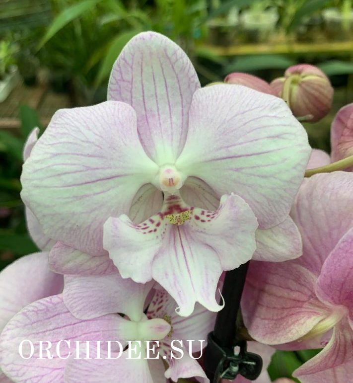 Phalaenopsis PH 338 Big Lip
