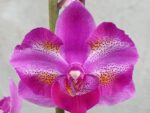 Phalaenopsis Purple Gem 'Miki Leopard'