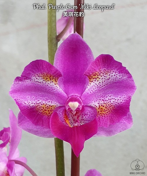 Phalaenopsis Purple Gem 'Miki Leopard'