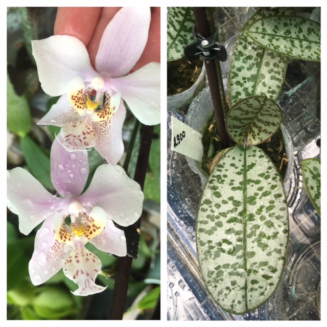 Phalaenopsis schilleriana (silver leaves) x stuartiana var.nobilis