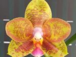 Phalaenopsis Tong Yi Yu Shiou