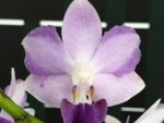 Phalaenopsis Tying Shin Blue Jay