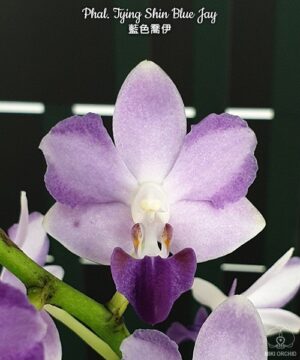 Phalaenopsis Tying Shin Blue Jay