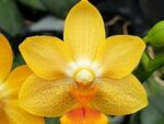 Phalaenopsis Yaphon Cupid