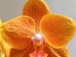 Phalaenopsis KS Pride 'Golden Diamond'