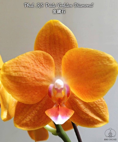 Phalaenopsis KS Pride 'Golden Diamond'