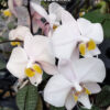 Phalaenopsis philippinensis