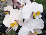 Phalaenopsis philippinensis