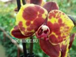Phalaenopsis PHM 172 Flaming Jazz