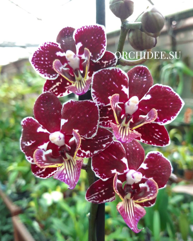 Phalaenopsis PHM 160 Big Lip