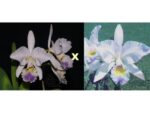 Cattleya gaskelliana coerulea (Aida x Altxis) x coerulescens Mimi