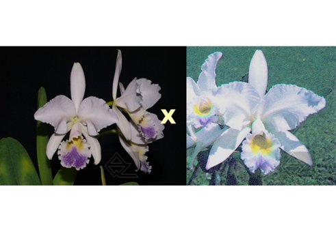 Cattleya gaskelliana coerulea (Aida x Altxis) x coerulescens Mimi