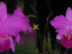 Cattleya lueddemanniana (rubra 'Dark Giant' x dark 'Fennel IX'