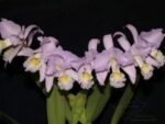 Cattleya mendelii concolor 'Bucaramanga'