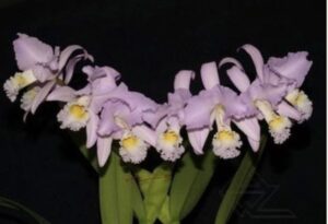 Cattleya mendelii concolor 'Bucaramanga'