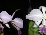Cattleya warneri coerulea ('Suzuki' x 'Z-351')