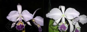 Cattleya warneri coerulea ('Suzuki' x 'Z-351')