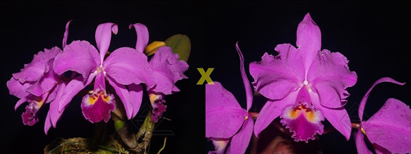 Cattleya warneri (rubra 'Jetiba' x escura 'Belezinha')