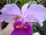 Cattleya warscewiczii tipo 'Hector' x self