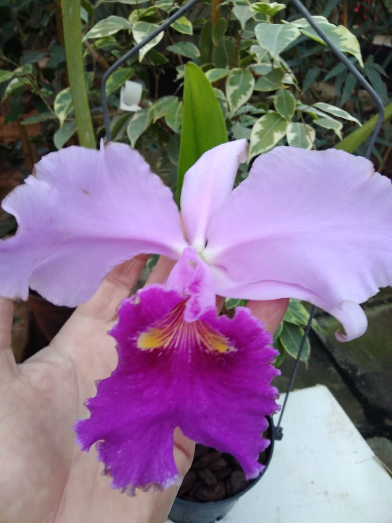 Cattleya warscewiczii tipo 'Hector' x self