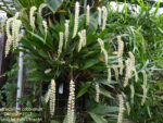 Dendrochilum cobbianum