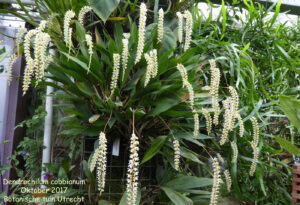 Dendrochilum cobbianum