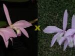 Laelia perrinii concolor (AWZ x HG)