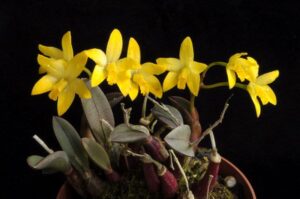 Laelia bradei