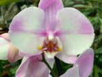 Phalaenopsis PH 341