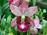 Phaius hybrid 001